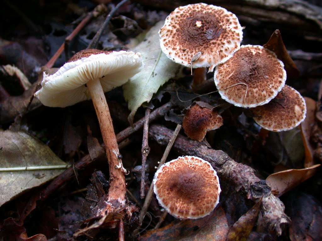Lepiota ...